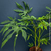 Fatsia Polycarpa, Taiwanese Fatsia, organically grown plants for sale at TOMs FLOWer CLUB.