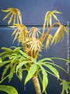 Fatsia Polycarpa, Taiwanese Fatsia, organically grown plants for sale at TOMs FLOWer CLUB.