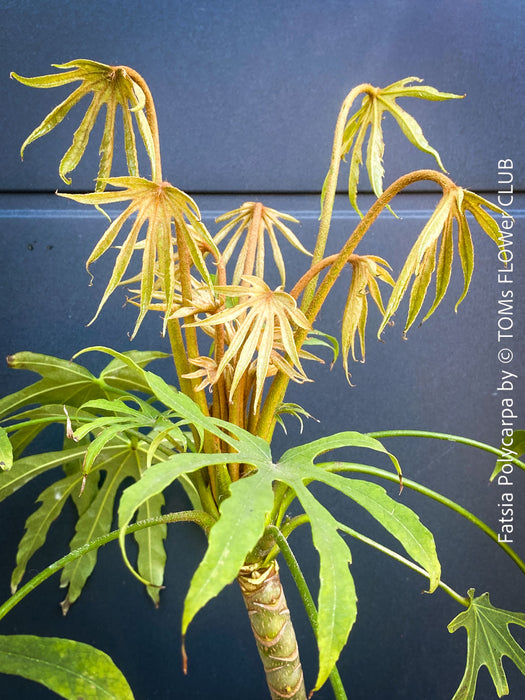 Fatsia Polycarpa, Taiwanese Fatsia, organically grown plants for sale at TOMs FLOWer CLUB.