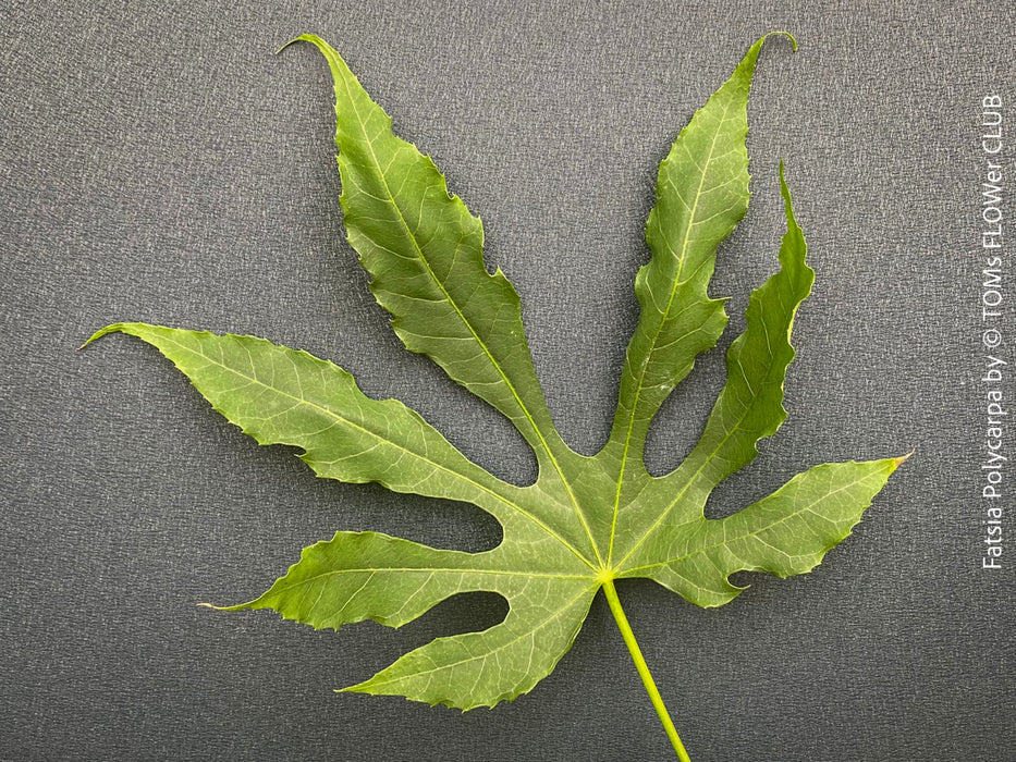 Fatsia Polycarpa, Taiwanese Fatsia, organically grown plants for sale at TOMs FLOWer CLUB.