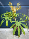 Fatsia Polycarpa, Taiwanese Fatsia, organically grown plants for sale at TOMs FLOWer CLUB.
