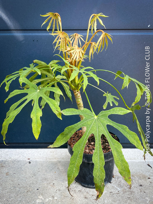 Fatsia Polycarpa, Taiwanese Fatsia, organically grown plants for sale at TOMs FLOWer CLUB.