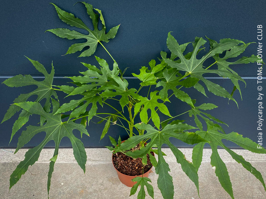 Fatsia Polycarpa, Taiwanese Fatsia, organically grown plants for sale at TOMs FLOWer CLUB.