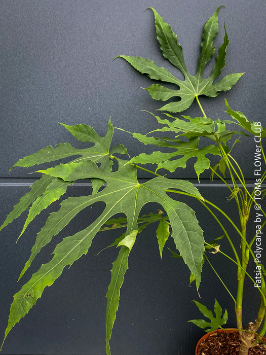 Fatsia Polycarpa, Taiwanese Fatsia, organically grown plants for sale at TOMs FLOWer CLUB.