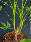 Fatsia Polycarpa, Taiwanese Fatsia, organically grown plants for sale at TOMs FLOWer CLUB.