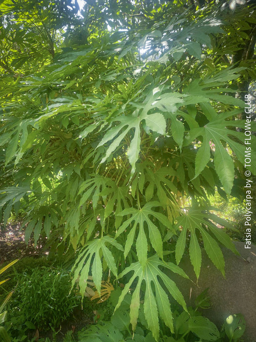 Fatsia Polycarpa, Taiwanese Fatsia, organically grown plants for sale at TOMs FLOWer CLUB.