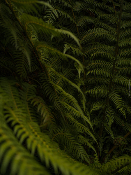 Close-up of a fern with dark green fronds, Hasselblad photo made by TOMas Rodak, Swiss photographer.