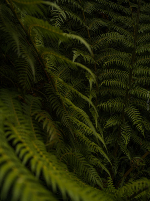 Close-up of a fern with dark green fronds, Hasselblad photo made by TOMas Rodak, Swiss photographer.