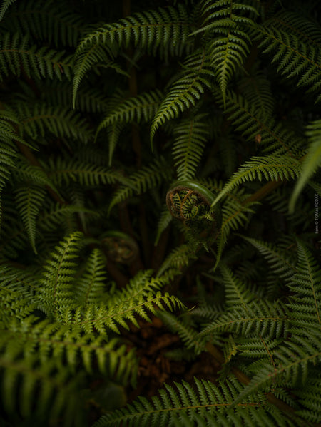 Close-up of a fern plant with a dark background, Hasselblad photo made by TOMas Rodak, Swiss photographer.