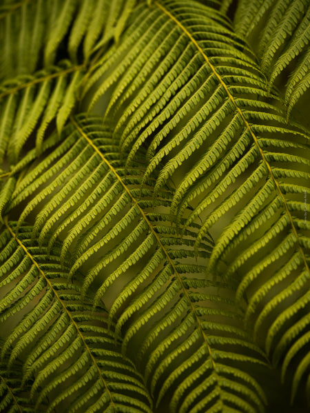 Green fern leaf structures, close up, Hasselblad photo made by TOMas Rodak, Swiss photographer.