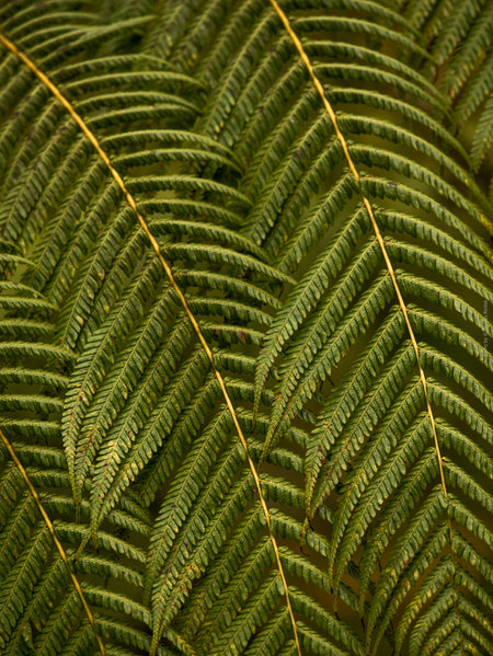Green fern leaf structures, close up, Hasselblad photo made by TOMas Rodak, Swiss photographer.