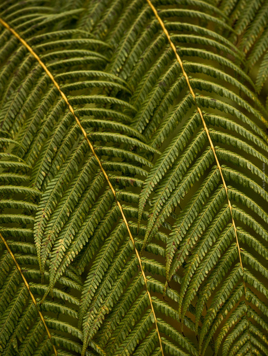 Green fern leaf structures, close up, Hasselblad photo made by TOMas Rodak, Swiss photographer.