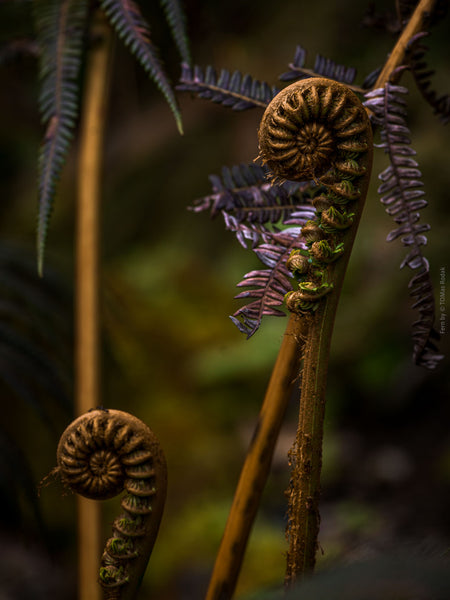 Green fern twin leaf structures, close up, Hasselblad photo made by TOMas Rodak, Swiss photographer.