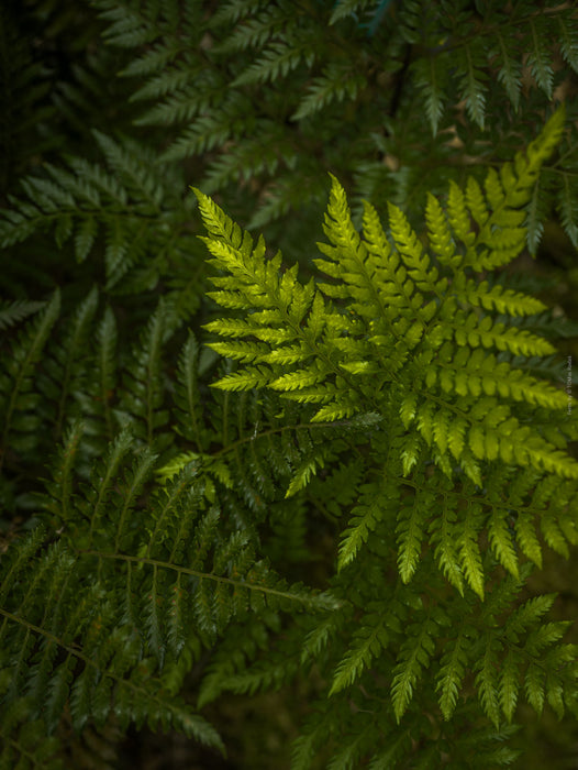 Close-up of green fern leaves with a blurred background; Hasselblad photo made by TOMas Rodak, Swiss photographer.