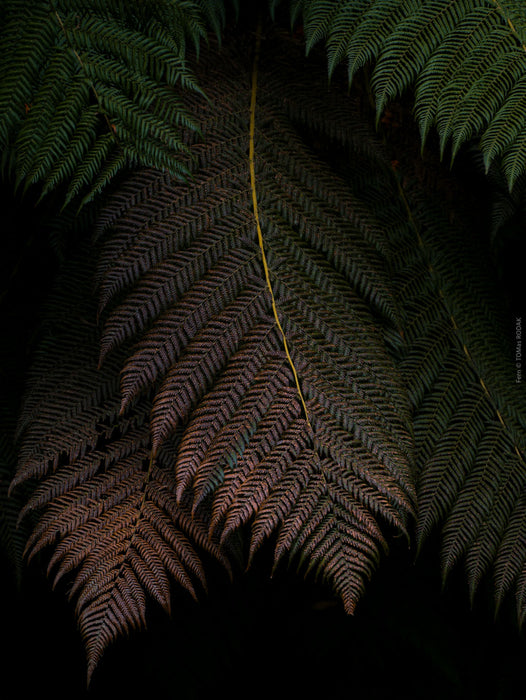 FERN - PHOTO PICTURE 4