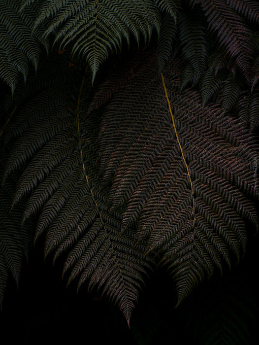 FERN - PHOTO PICTURE 5