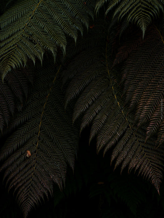FERN - PHOTO PICTURE 7