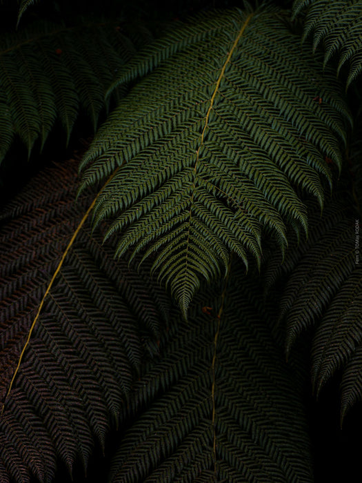 Close-up of a fern leaf with a dark background, Hasselblad photo made by TOMas Rodak, Swiss photographer.