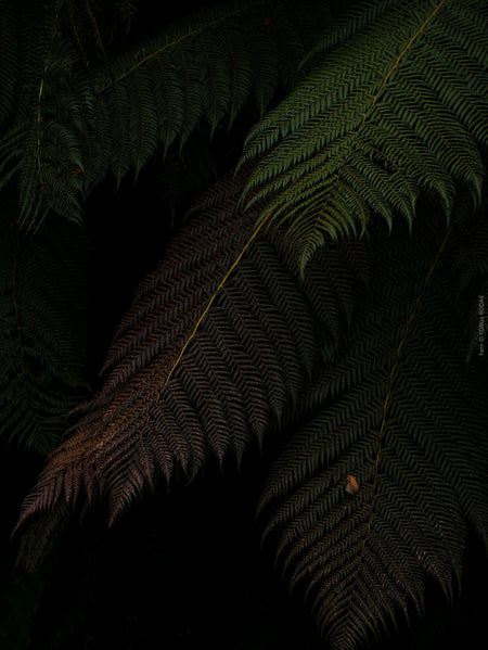 Close-up of dark green fern leaves in a forest setting, Hasselblad photo made by TOMas Rodak, Swiss photographer.