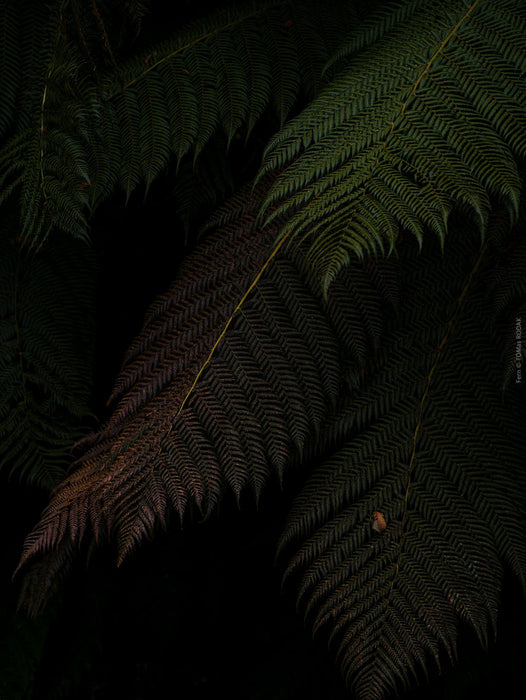 Close-up of dark green fern leaves in a forest setting, Hasselblad photo made by TOMas Rodak, Swiss photographer.