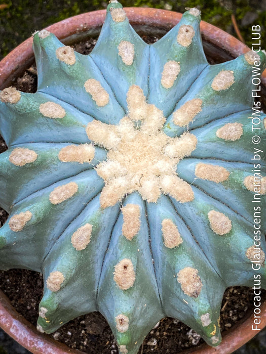 Ferocactus glaucescens inermis, Spineless Blue Barrel Cactus, organically grown succulent plants at TOMs FLOWer CLUB