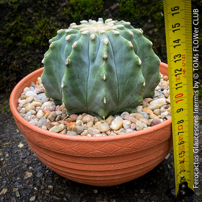 Ferocactus glaucescens inermis, Spineless Blue Barrel Cactus, organically grown succulent plants at TOMs FLOWer CLUB