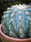 Ferocactus glaucescens inermis, Spineless Blue Barrel Cactus, organically grown succulent plants at TOMs FLOWer CLUB