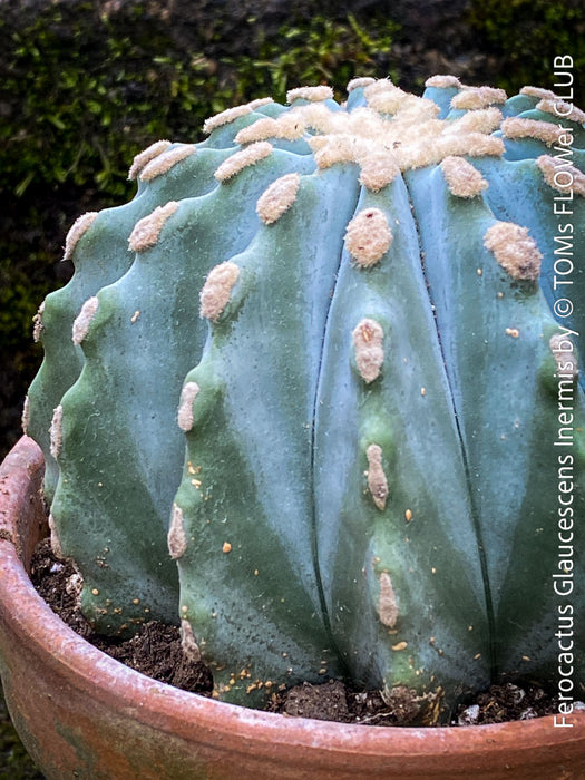 Ferocactus glaucescens inermis, Spineless Blue Barrel Cactus, organically grown succulent plants at TOMs FLOWer CLUB