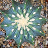 Ferocactus glaucescens inermis, Spineless Blue Barrel Cactus, organically grown succulent plants at TOMs FLOWer CLUB