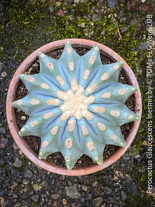 Ferocactus glaucescens inermis, Spineless Blue Barrel Cactus, organically grown succulent plants at TOMs FLOWer CLUB