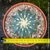 Ferocactus glaucescens inermis, Spineless Blue Barrel Cactus, organically grown succulent plants at TOMs FLOWer CLUB