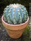 Ferocactus glaucescens inermis, Spineless Blue Barrel Cactus, organically grown succulent plants at TOMs FLOWer CLUB