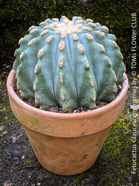 Ferocactus glaucescens inermis, Spineless Blue Barrel Cactus, organically grown succulent plants at TOMs FLOWer CLUB