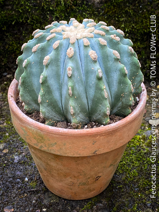 Ferocactus glaucescens inermis, Spineless Blue Barrel Cactus, organically grown succulent plants at TOMs FLOWer CLUB