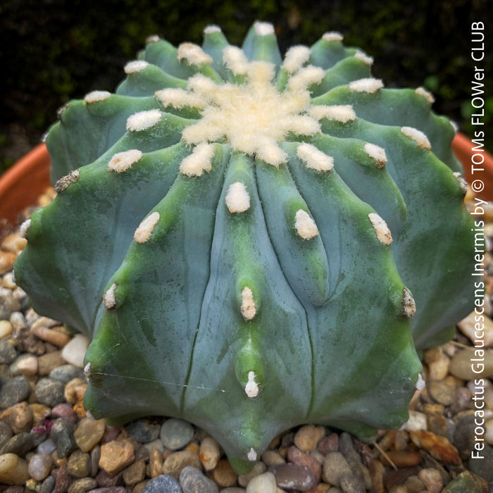 Ferocactus glaucescens inermis, Spineless Blue Barrel Cactus, organically grown succulent plants at TOMs FLOWer CLUB