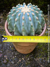 Ferocactus glaucescens inermis, Spineless Blue Barrel Cactus, organically grown succulent plants at TOMs FLOWer CLUB