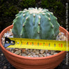 Ferocactus glaucescens inermis, Spineless Blue Barrel Cactus, organically grown succulent plants at TOMs FLOWer CLUB