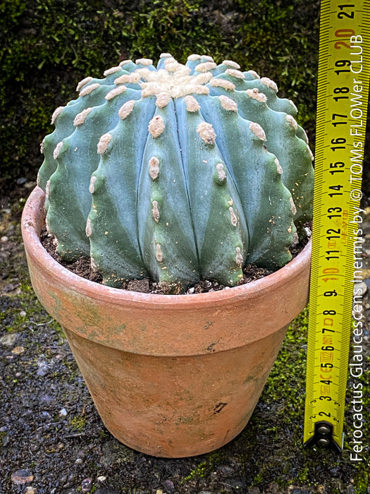 Ferocactus glaucescens inermis, Spineless Blue Barrel Cactus, organically grown succulent plants at TOMs FLOWer CLUB