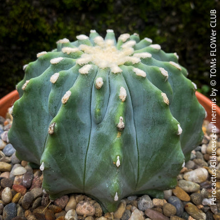 Ferocactus glaucescens inermis, Spineless Blue Barrel Cactus, organically grown succulent plants at TOMs FLOWer CLUB