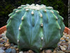 Ferocactus glaucescens inermis, Spineless Blue Barrel Cactus, organically grown succulent plants at TOMs FLOWer CLUB