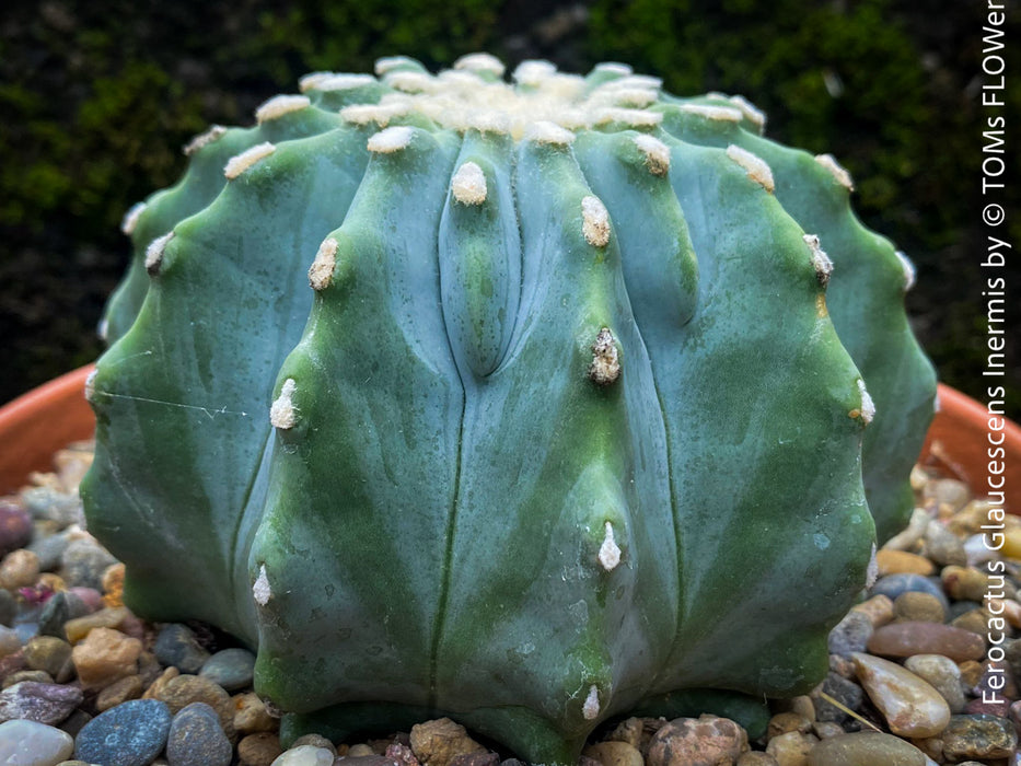 Ferocactus glaucescens inermis, Spineless Blue Barrel Cactus, organically grown succulent plants at TOMs FLOWer CLUB