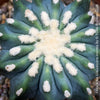 Ferocactus glaucescens inermis, Spineless Blue Barrel Cactus, organically grown succulent plants at TOMs FLOWer CLUB