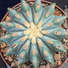 Ferocactus glaucescens inermis, Spineless Blue Barrel Cactus, organically grown succulent plants at TOMs FLOWer CLUB