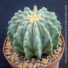 Ferocactus glaucescens inermis, Spineless Blue Barrel Cactus, organically grown succulent plants at TOMs FLOWer CLUB