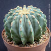 Ferocactus glaucescens inermis, Spineless Blue Barrel Cactus, organically grown succulent plants at TOMs FLOWer CLUB