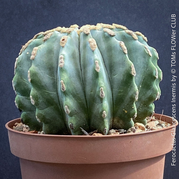 Ferocactus glaucescens inermis, Spineless Blue Barrel Cactus, organically grown succulent plants at TOMs FLOWer CLUB