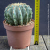 Ferocactus glaucescens inermis, Spineless Blue Barrel Cactus, organically grown succulent plants at TOMs FLOWer CLUB