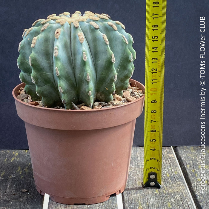 Ferocactus glaucescens inermis, Spineless Blue Barrel Cactus, organically grown succulent plants at TOMs FLOWer CLUB