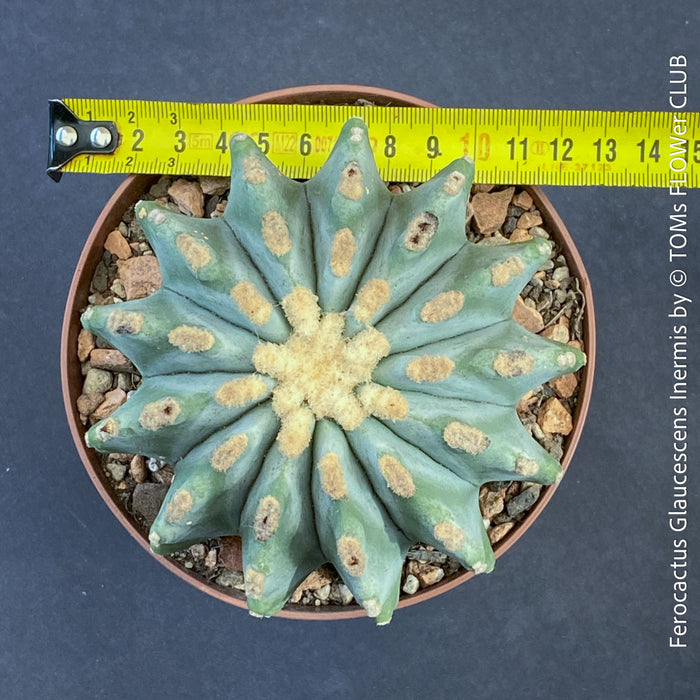 Ferocactus glaucescens inermis, Spineless Blue Barrel Cactus, organically grown succulent plants at TOMs FLOWer CLUB