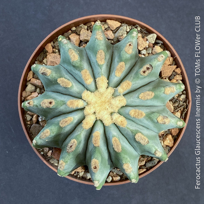 Ferocactus glaucescens inermis, Spineless Blue Barrel Cactus, organically grown succulent plants at TOMs FLOWer CLUB